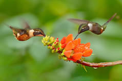两只粉红色的鸟,在飞行。紫喉木星的飞行,卡利普洛克斯米切尔,在盛开的花朵,哥伦比亚,野生动物从热带丛林.