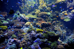 许多鱼类和珊瑚种类的水族馆详情.
