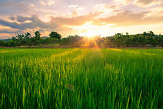 Rice field with sunset and mountain background in rural of Thailand.