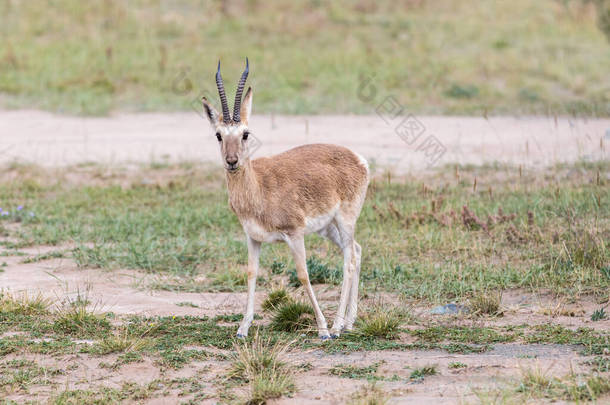中国青海省青海省高原草地上的羚羊特写，雄羚羊的角较小.