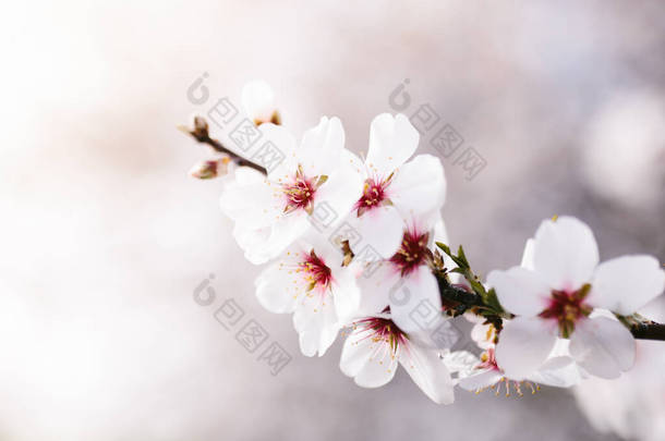 杏花树的背景。樱桃树,花朵柔嫩.春天的开始真神奇有选择的重点。花的概念.