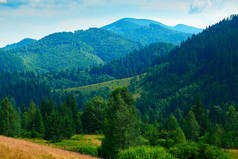 野生大自然，喀尔巴阡山脉的夏季风景，野花和草地，山上的云杉，美丽的云天