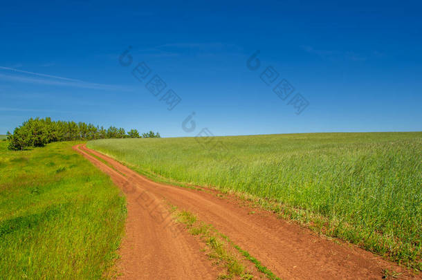 夏日的风景，土路由黑土铺成，<strong>蓝天</strong>万里<strong>无云</strong>，青小麦，沿着欧洲的大地漫步