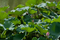   莲花花园，亚洲。2008年7月6日湖上美丽的荷花