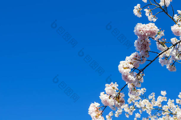 在美国华盛顿州西雅图，近距离观察树枝樱花再次蔚蓝的天空。<strong>春天</strong>里<strong>盛开</strong>的白樱花.