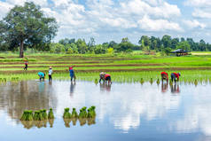 泰国农民在稻田里种植水稻.