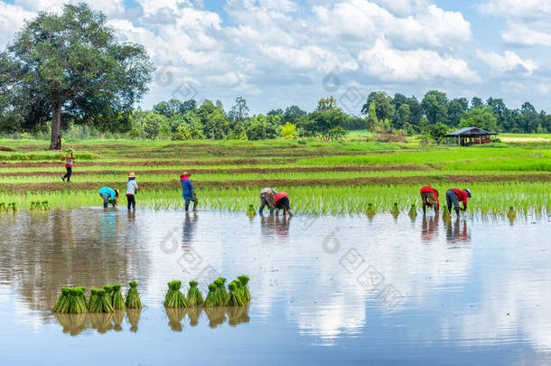 泰国农民在稻田里种植<strong>水稻</strong>.