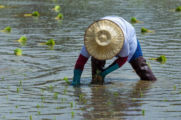 <strong>水稻种植</strong>，<strong>种植</strong>稻农拔苗种田.