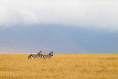 坦桑尼亚恩戈龙戈罗保护区火山口上的斑马排成一排。非洲野生动物