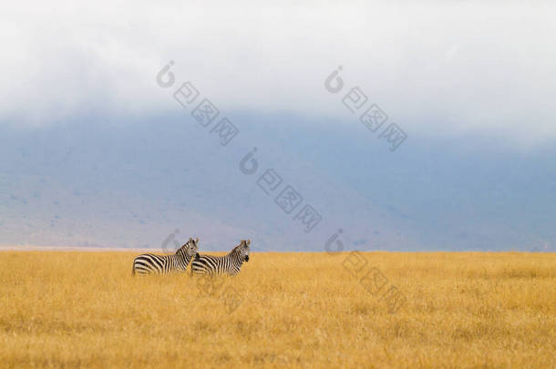 坦桑尼亚恩戈龙戈罗<strong>保护区</strong>火山口上的斑马排成一排。非洲<strong>野生动物</strong>