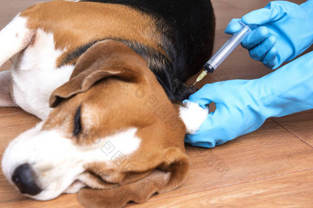 医生在宠物医院给小猎犬注射狂犬病疫苗和猫麻疹疫苗