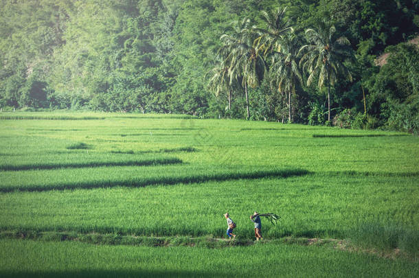 泰国稻田水季美丽稻田图像
