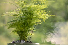细辛菊花，芦笋草，盆栽绿色家居植物特写。芦笋在窗边。家里的绿地.