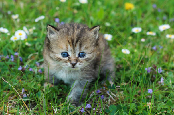 一只年轻的三星期大的小猫在草丛中的肖像。眼睛稍微斜视一下，看起来也很可爱，也很快乐.