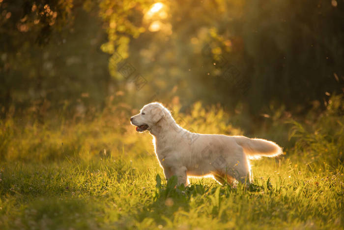 在公园的草地上的狗。金毛猎犬站在大自然中。去散散步吧