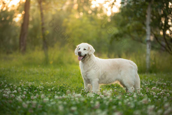 在公园的草地上的狗。金毛猎犬站在大自然中。去散散步吧