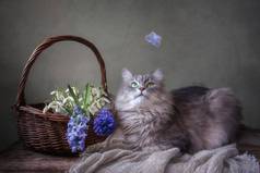 可爱的小猫和有春天花朵的篮子