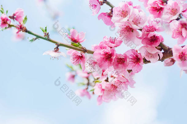 初春盛开的下垂的桃芽粉红的颜色