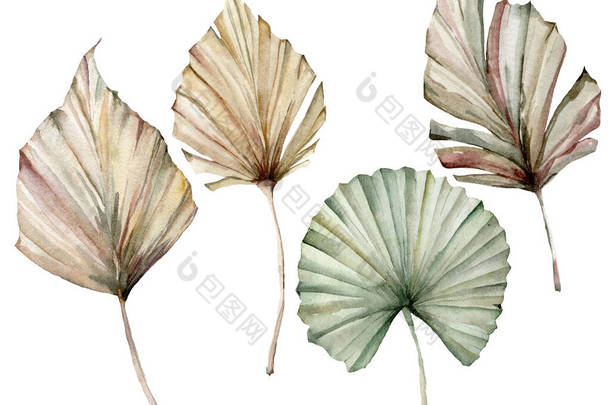 热带水彩画，米黄色和绿色棕榈叶。手绘异国情调的干叶子，白色背景隔离。用于设计、印刷、织物或背景的花卉图解.