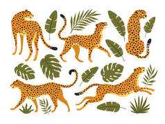 猎豹、猎豹和热带树叶的病媒群。趋势图解