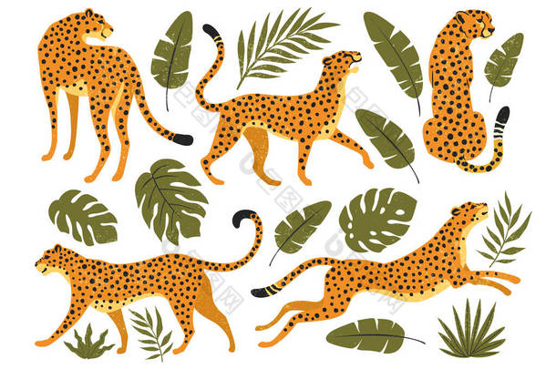 猎豹、猎豹和热带树叶的病媒群。趋势图解
