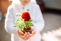小女孩拿着一朵没有花盆的玛丽戈尔德花呆在后院。这个女孩要去移植花。家庭园艺