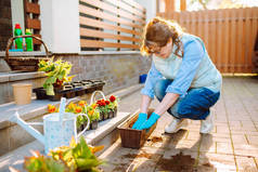 园丁手在后院里用泥土或泥土的盆栽花卉.一位老妇人正在她家种花