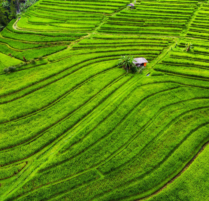 从空中俯瞰稻田.从无人机上看风景从空中看农业景观。夏天的稻田。UNESCO World Heritage - Jatiluwih rise terrace, Bali, Indonesia.旅行-形象