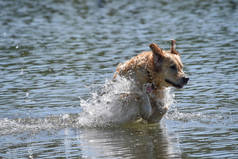 金毛猎犬自由地跳跃着，飞溅着，跳入水中，画了许多草图 