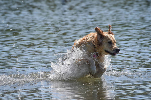 金毛猎犬自由地<strong>跳</strong>跃着，飞溅着，<strong>跳入</strong>水中，画了许多草图 