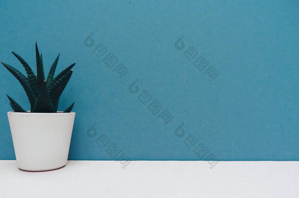 小仙人掌,插在白色的花盆里,在蓝色的背景上装饰<strong>家</strong>.绿色<strong>家</strong>居植物.
