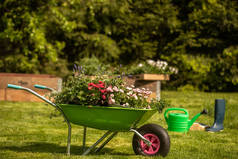 园艺的概念背景。花，花园浇水可以，手套，小铲子，在花园的手推车上发芽，在阳光下有雏菊的绿色草坪上。漂亮的花园布置