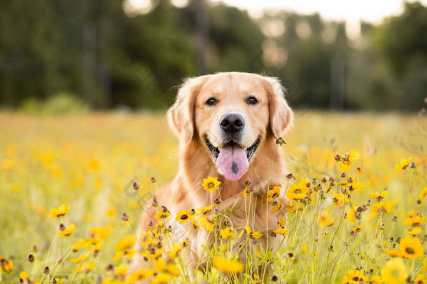 黄花盛开的田野里的黄金收割者美丽的狗，黑眼睛苏珊花盛开。在花朵和金色的阳光下，在夕阳的余晖中找回自己.