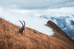 瑞士奥古斯都，草原上的野生孤立的野牛，秋天多雾的天气，云彩之上的野牛