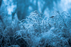 冬天，树枝上覆盖着冰冷的白霜