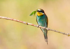 蜂食者，Merops apiaster 。欧亚大陆最五彩斑斓的鸟小鸟抓住了猎物