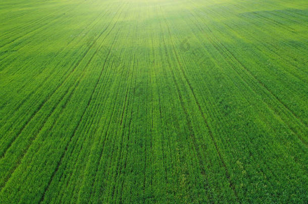 春天里一个嫩绿的麦田的空中景色.