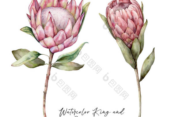一套水彩画国王<strong>蛋白</strong>和王后<strong>蛋白</strong>。手绘热带粉红花,叶子在白色背景上隔绝.用于设计、印刷、面料或背景的花卉图解。夏季植物.