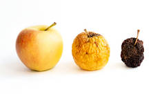 三个苹果：年轻的、年老的、死亡的。不同年龄人类皮肤老化的概念。背景为白色。隔离的.