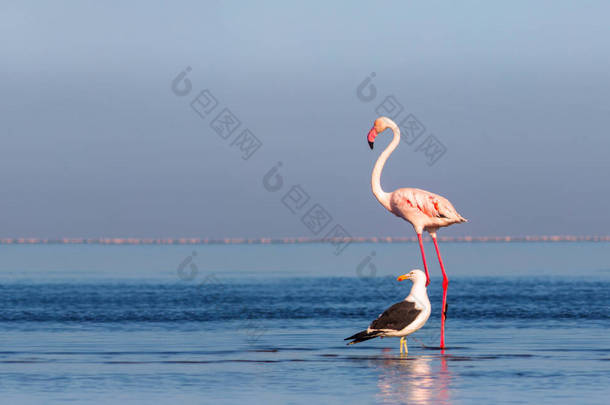野生非洲鸟。阳光灿烂的早晨，一只大火烈鸟和一只海鸥在蓝色的泻湖上散步