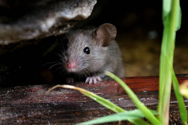 家鼠是<strong>啮齿类动物</strong>中的小哺乳动物，具有尖鼻孔、大圆形耳朵和长毛尾巴的特征。牠们是Mus属中最丰富的物种之一
