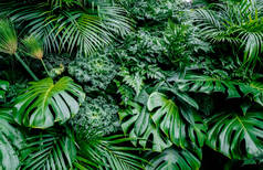 热带绿叶背景，蕨类，棕榈和菊花叶在墙上，深绿色，植物丛生模式概念背景，闭合