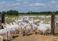 在荷兰，山羊在高高的草原上吃草