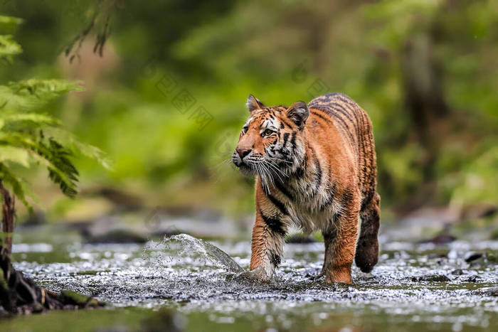 世界上最大的猫西伯利亚虎在一条小溪中的一