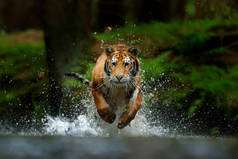 西伯利亚的阿穆尔虎在水里奔跑。危险的动物，俄罗斯的tajga 。在绿林溪流中的动物.西伯利亚虎泼水.