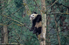 BABY GIANT PANDA (AILUROPODA MELANOLEUCA), CHINESE NAME: XIONGMAO, WOLONG, SICHUAN, China, SICHUAN G