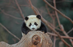 大熊猫（Ailuropoda melanoleuca；中文：pinyin：dxingmo），又名大熊猫，是原产于中国中南部的一种熊.