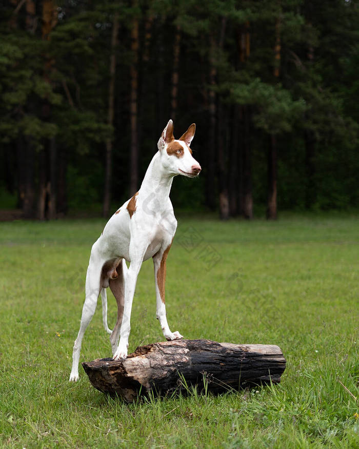 狗肖像画白色的红色岩石的猎犬灰狗带着一条