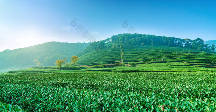 杭州西湖龙井茶的发源地 茶山