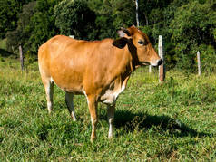 绿色牧场上的褐牛-公牛-牲畜-牲畜饲养